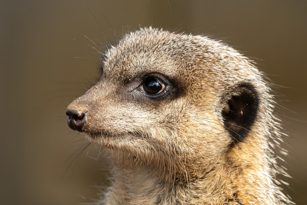 Foto kopfschuss einer surikat