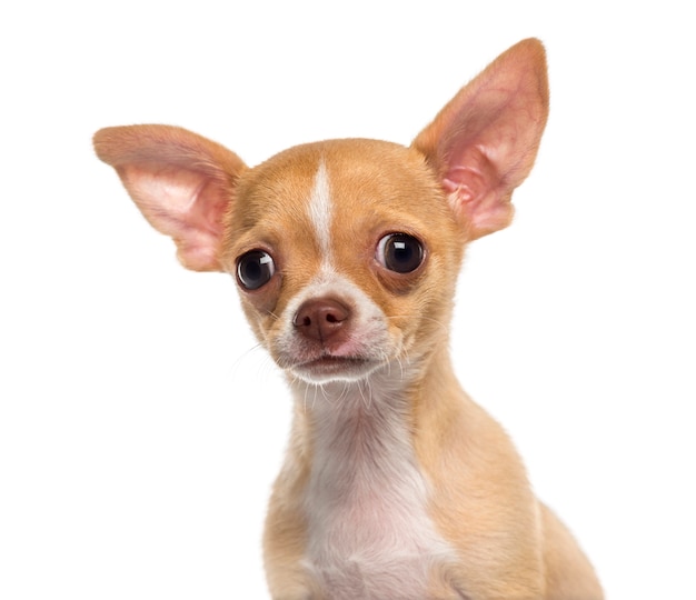 Kopfschuss eines Chihuahua-Welpen