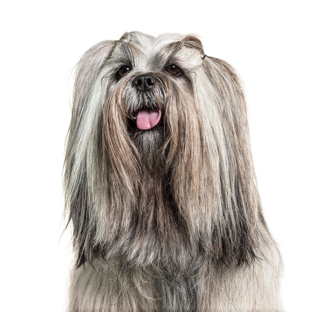 Kopfschuss eines keuchenden gepflegten Lhasa-Apso-Hundes isoliert auf Weiß