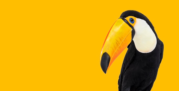 Kopfschuss eines Toucan Toco auf goldenem Hintergrund