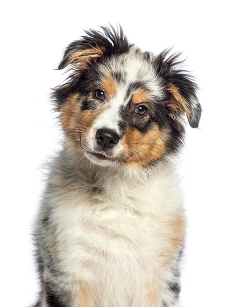 Kopfschuss von Blue Merle, einem australischen Schäferhund, isoliert auf Weiß