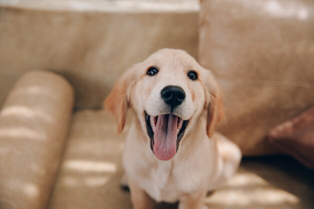 Kopfschuss von Golden Retriever, der sich sehr für das Haus interessiert