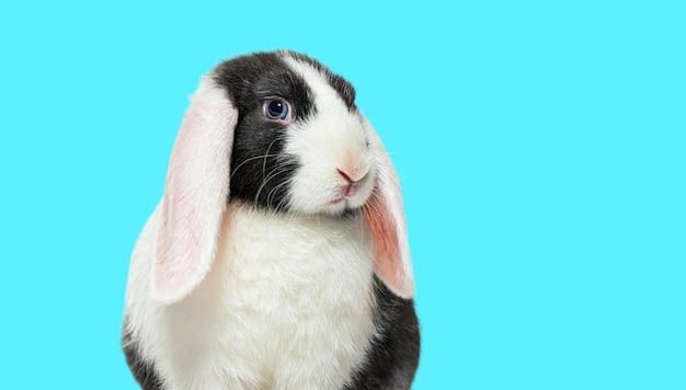Kopfschuss von schwarz-weißem Lop-Kaninchen mit blauen Augen auf blauem Hintergrund