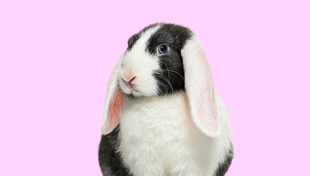 Kopfschuss von schwarz-weißem Lop-Kaninchen mit blauen Augen auf rosa Hintergrund