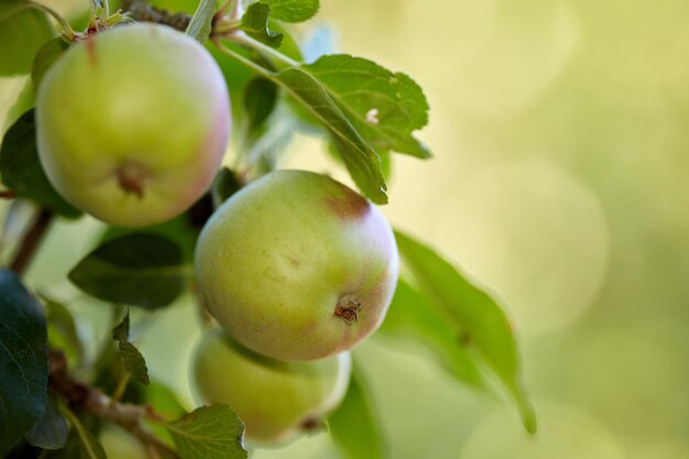 Kopieren Sie Platz mit einer Nahaufnahme von rohen grünen Äpfeln auf einem Baum in einem Obstgarten an einem sonnigen Tag Frische und biologisch angebaute Äpfel auf einem Zweig mit Blättern auf einem nachhaltigen Obstbauernhof Reif und bereit für die Ernte