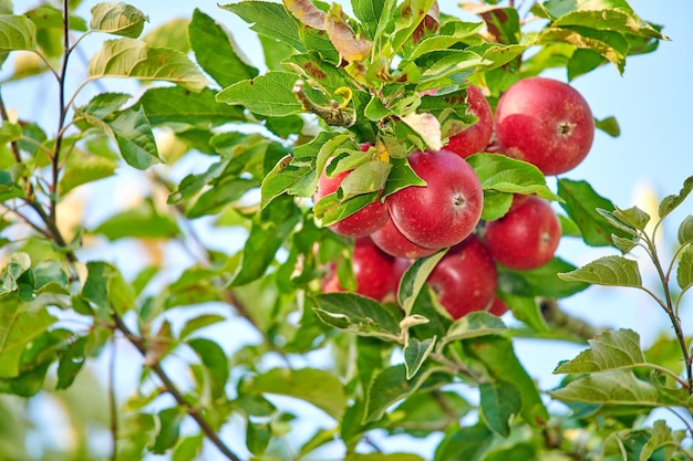 Kopieren Sie Platz mit roten Äpfeln, die in einem sonnigen Obstgarten im Freien wachsen Nahaufnahme eines frischen Bündels köstlicher Früchte, die von Bäumen in einem Hain angebaut und geerntet werden Bio-Produkte, die abholbereit sind