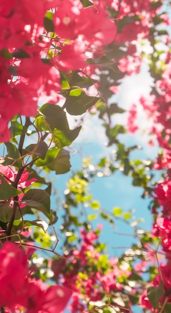 Koralle blühende Blumen und Hintergrund der weiblichen Art des blauen Himmels