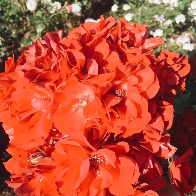 Koralle blühende Gartenrosenblume bei Sonnenuntergang floraler Schönheitshintergrund