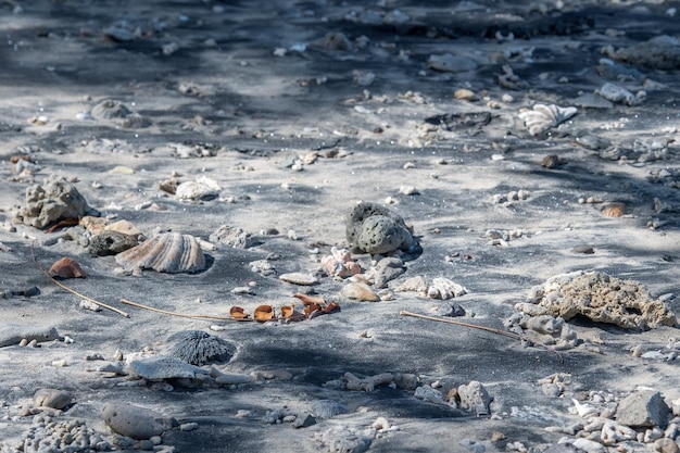 Korallen am indonesischen Sandstrand aus nächster Nähe