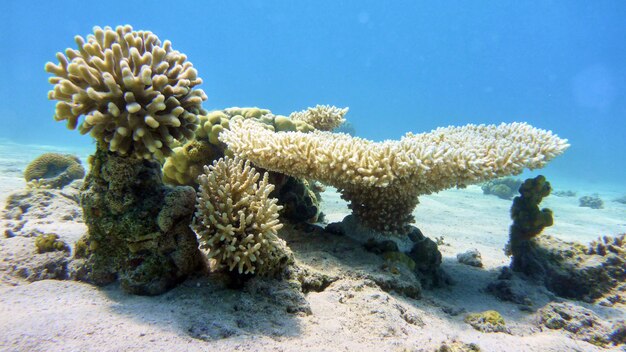 Foto korallen im roten meer, eilat, israel.