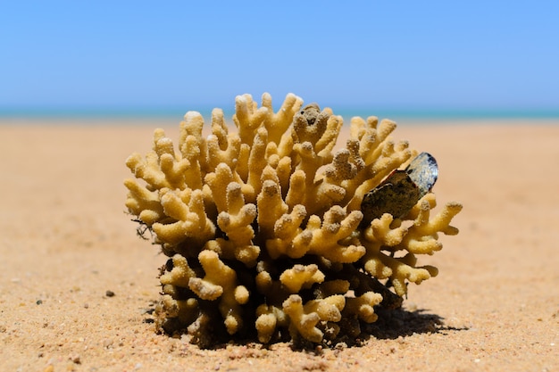 Korallen im Sand des Strandabschlusses oben