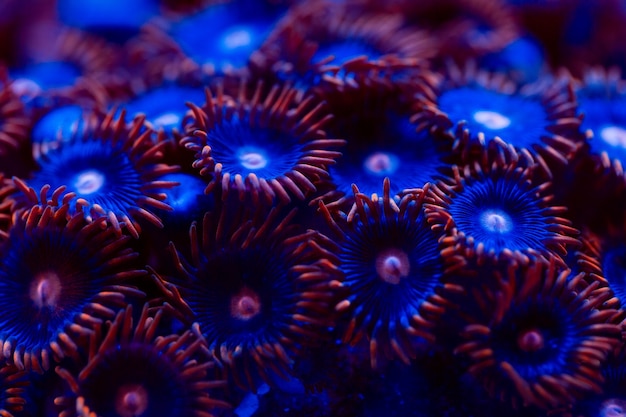 Korallen in einem Meerwasseraquarium.