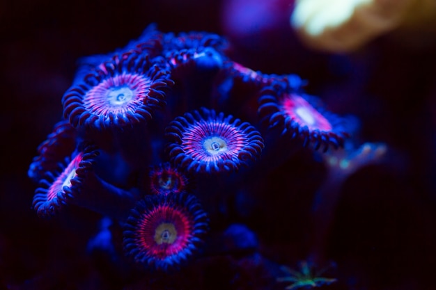 Korallen in einem Meerwasseraquarium.