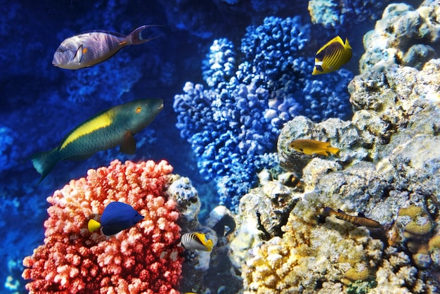 Foto korallen und fische im roten meer ägypten afrika