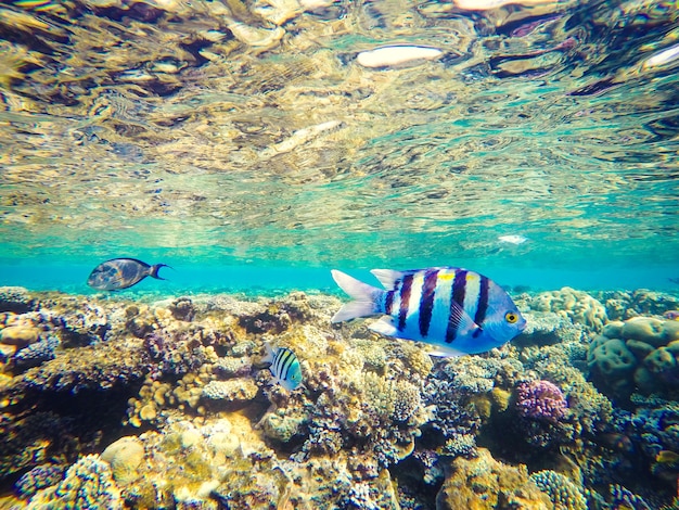 Korallen und Fische im Roten Meer, Ägypten. Unterwasserwelt. Gestreifter Fisch im Vordergrund