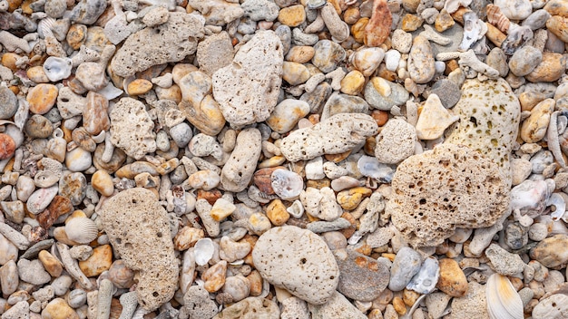 Korallen- und Muschelstrandbeschaffenheit für Sommer