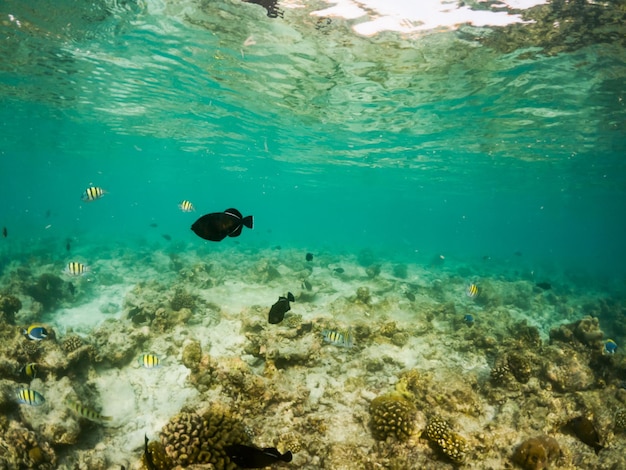 Korallen und tropische Fische unter Wasser