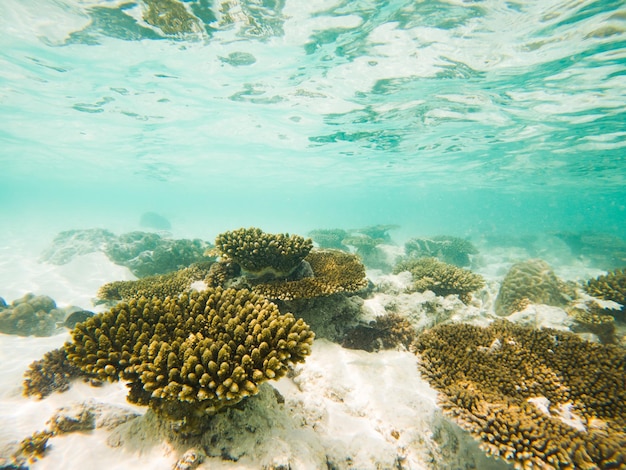 Korallen und tropische Fische unter Wasser
