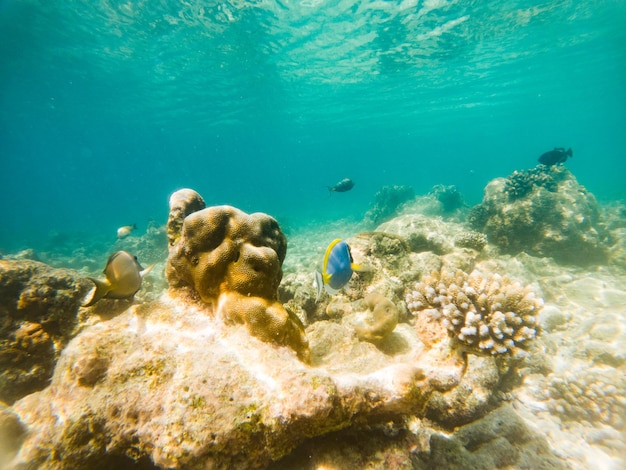 Korallen und tropische Fische unter Wasser