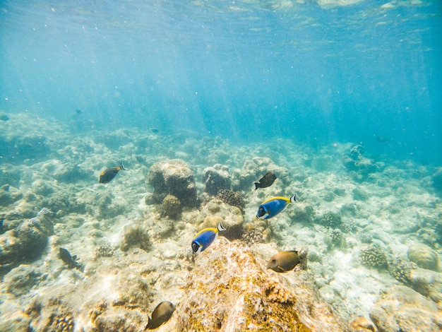 Korallen und tropische Fische unter Wasser