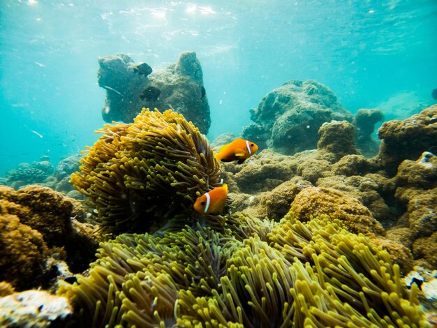 Korallen und tropische Fische unter Wasser