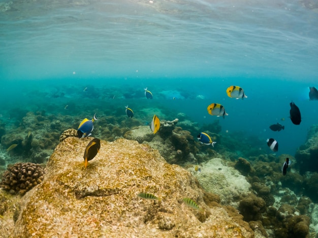 Korallen und tropische Fische unter Wasser