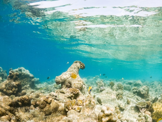 Korallen und tropische Fische unter Wasser