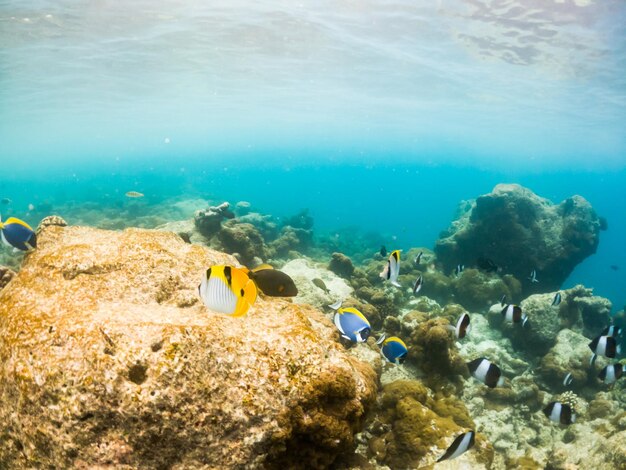 Korallen und tropische Fische unter Wasser