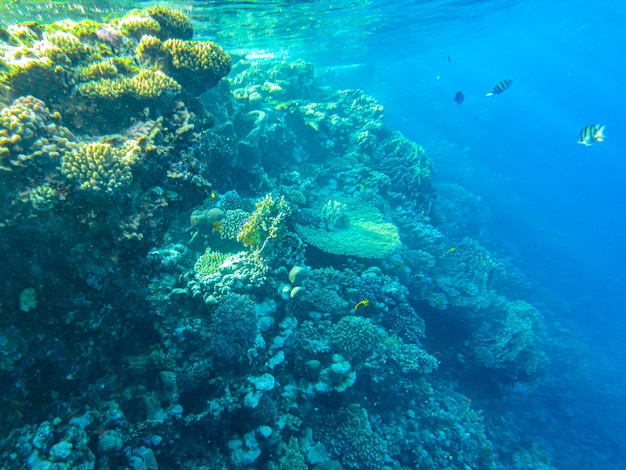 Korallen unter Wasser. ägypten unterwasserwelt des roten meeres.