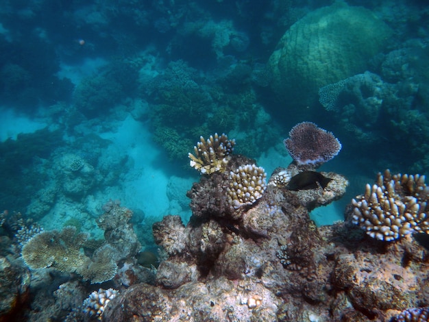 Korallen unter Wasser während des Schnorchelns auf dem Great Barrier Reef, Australien