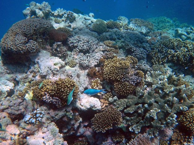 Korallen unter Wasser während des Schnorchelns auf dem Great Barrier Reef, Australien