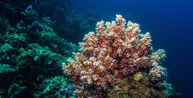 Korallen Unterwasser-Meer Unterwasser-Ökosystem