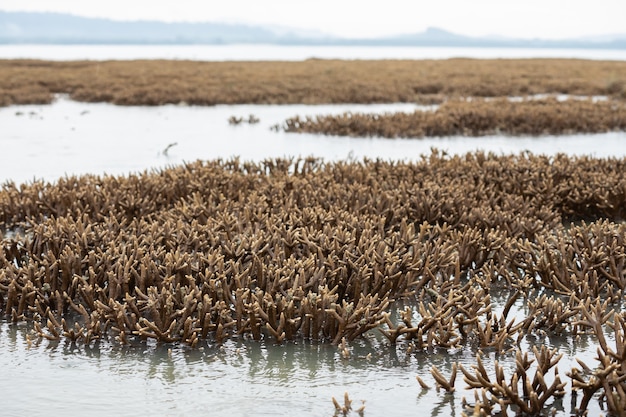 Korallen wachsen in der Nähe einer Insel außerhalb des Wassers