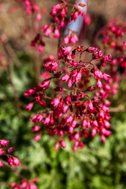 Korallenglockenblumen auf dem Gebiet