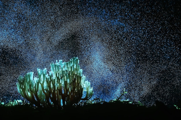 Korallenpilz / Makropilz schönes Naturfoto Wald