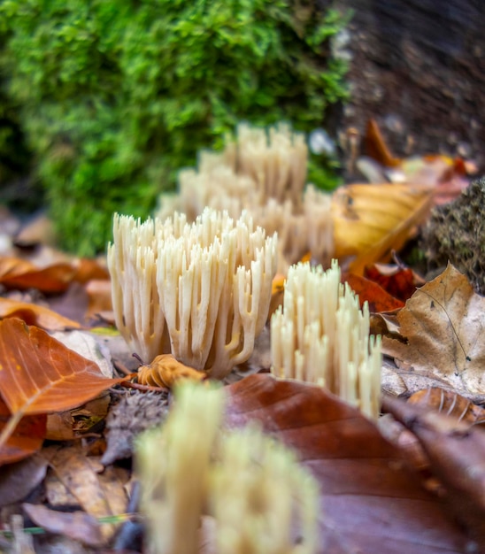 Korallenpilze in der Nähe