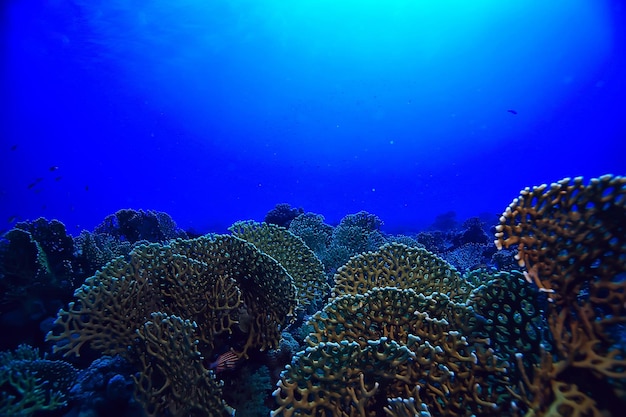 Korallenriff Hintergrund, Unterwasserwelt Ökosystem Ozean Meer