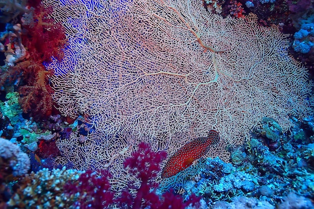 Korallenriff Hintergrund, Unterwasserwelt Ökosystem Ozean Meer