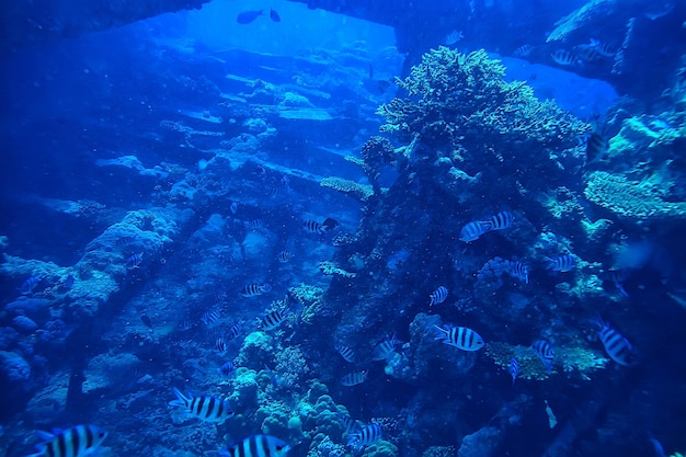 Korallenriff Hintergrund, Unterwasserwelt Ökosystem Ozean Meer