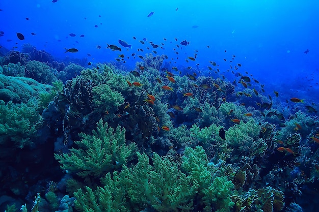 Korallenriff Hintergrund, Unterwasserwelt Ökosystem Ozean Meer