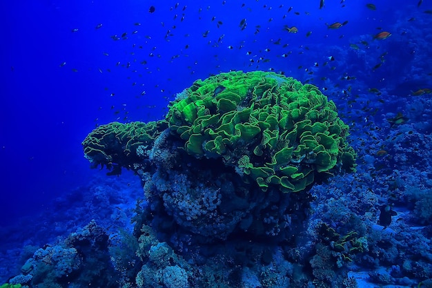 Korallenriff Hintergrund, Unterwasserwelt Ökosystem Ozean Meer