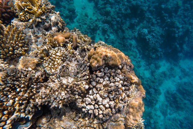 Korallenriff im Meer vor der Küste in azurblauem Wasser