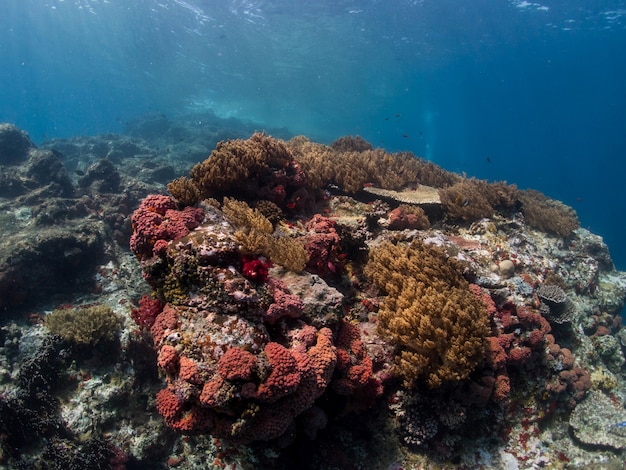 Korallenriff inKomodo Insel