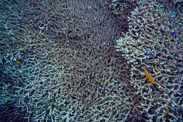 Korallenriff Makro / Textur, abstrakter Meeresökosystem Hintergrund auf einem Korallenriff