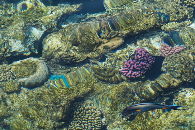 Foto korallenriff und sonnenlicht unter wasser