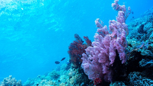 Foto korallenriff unter blau klarem wasser