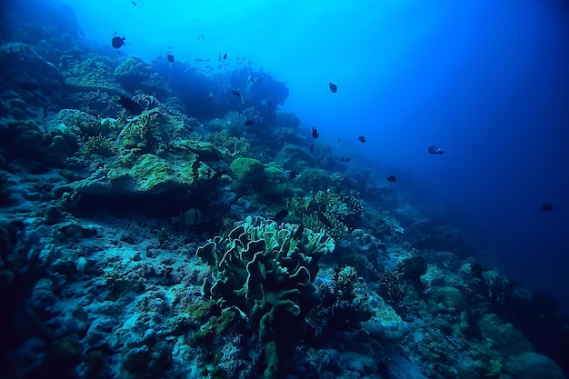 Korallenriff unter Wasser / Meereskorallenlagune, Ökosystem Ozean