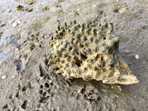 Korallenriffe befinden sich am Rande des Meeressands und der Abfälle von Meerestieren