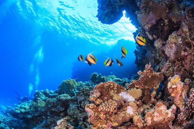 Korallenriffe des Roten Meeres.