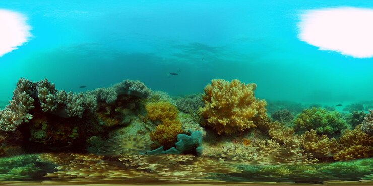 Foto korallenriffe und tropische fische unter wasser philippinen grad ansicht